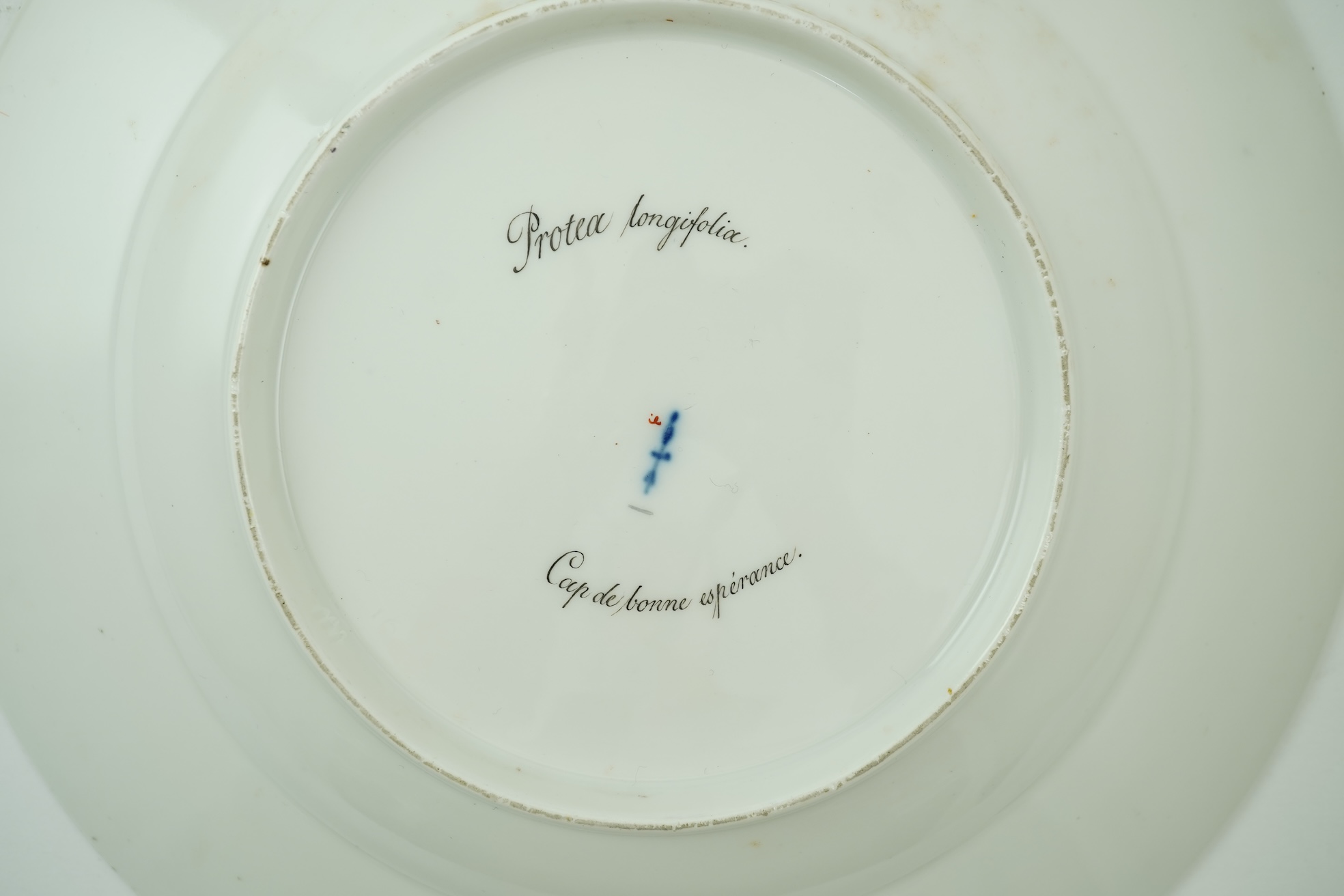 A KPM Berlin Long-leaf Protea botanical specimen plate, c.1806-9